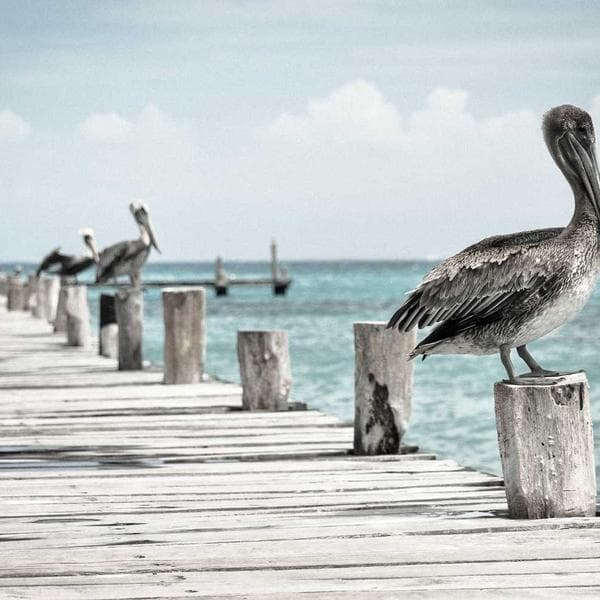 Billetera Cuero Marron